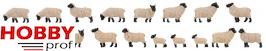 18 Black-headed sheep