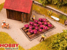 Red Cabbage (16pcs)