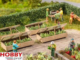 Cold Frames with Lettuce (2pcs)
