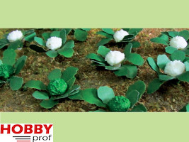 Broccoli and Cauliflowers (10 each)