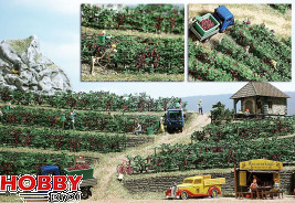 Grape Vines