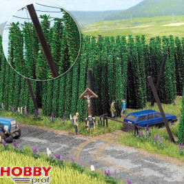 Busch Hops Field