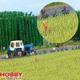 Busch Barley field