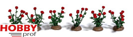 36 roses