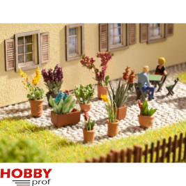 Ornamental Plants