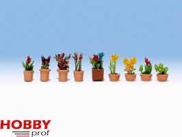 Ornamental plants in Pot (9pcs)
